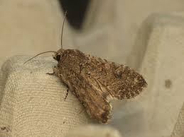 Attēlu rezultāti vaicājumam “Hadula trifolii larva”