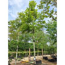 Attēlu rezultāti vaicājumam “Juglans regia”