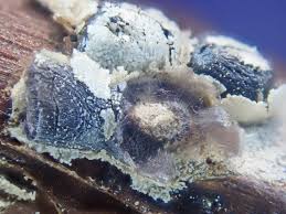 Attēlu rezultāti vaicājumam “Diderma chondrioderma macro”