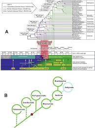 Attēlu rezultāti vaicājumam “Belbodamaeus sp.”