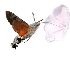 Attēlu rezultāti vaicājumam “Ancylis myrtillana”