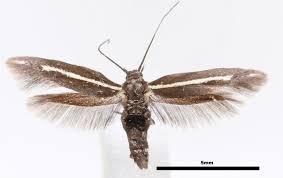 Attēlu rezultāti vaicājumam “Scythrididae”