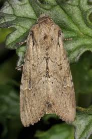 Attēlu rezultāti vaicājumam “Apamea sordens”