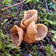 Attēlu rezultāti vaicājumam “Otidea leporina”