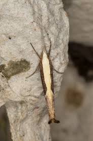 Attēlu rezultāti vaicājumam “Ypsolopha dentella”