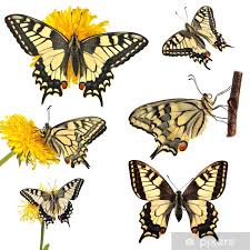 Attēlu rezultāti vaicājumam “Papilio machaon”