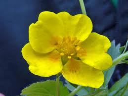 Attēlu rezultāti vaicājumam “Potentilla erecta bud”