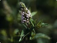 Image result for Menta x piperita