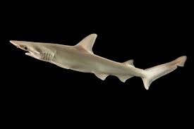 Image result for Sphyrna tiburo