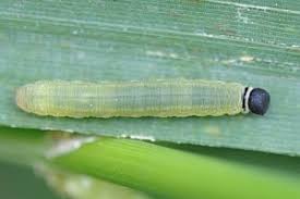 Attēlu rezultāti vaicājumam “Carterocephalus silvicolus”