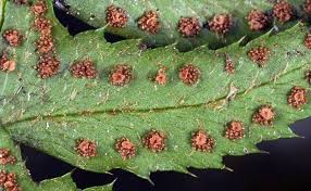 Attēlu rezultāti vaicājumam “Polystichum lonchitis”