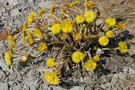 Attēlu rezultāti vaicājumam “Tussilago farfara fruit”