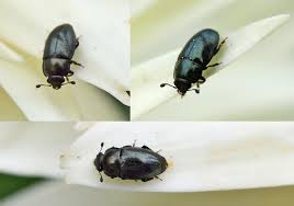 Attēlu rezultāti vaicājumam “Meligethes sp.”