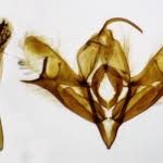 Attēlu rezultāti vaicājumam “Acronicta cuspis”