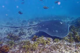 Image result for Bathytoshia brevicaudata