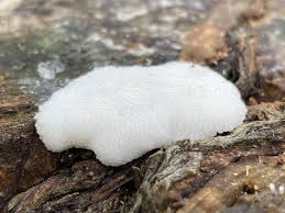 Attēlu rezultāti vaicājumam “Symphytocarpus flaccidus spores”