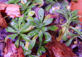 Image result for Frostabella ginsterfarmii