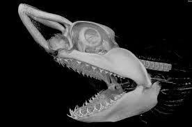 Image result for Lamna nasus