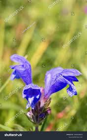 Attēlu rezultāti vaicājumam “Dracocephalum ruyschiana”