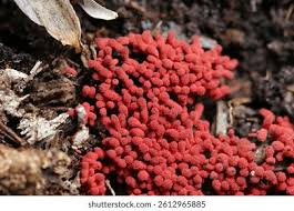 Attēlu rezultāti vaicājumam “Arcyria minuta macro”