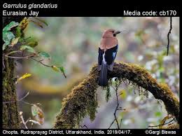 Attēlu rezultāti vaicājumam “Garrulus glandarius adult”