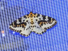 Attēlu rezultāti vaicājumam “Abraxas grossulariata pupa”