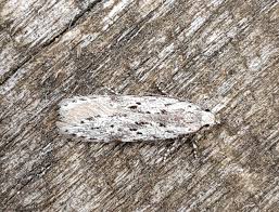 Attēlu rezultāti vaicājumam “Carpatolechia proximella”