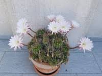 Image result for Sfânta Iuliana Falconieri