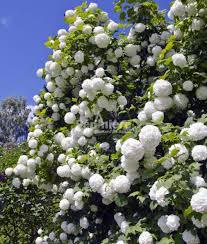 Attēlu rezultāti vaicājumam “Viburnum opulus”