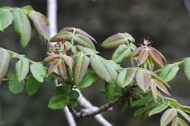 Attēlu rezultāti vaicājumam “Juglans mandshurica female flower”