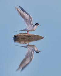 Image result for Sterna forsteri