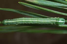 Attēlu rezultāti vaicājumam “Bupalus piniaria”