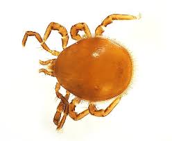 Attēlu rezultāti vaicājumam “Acari”