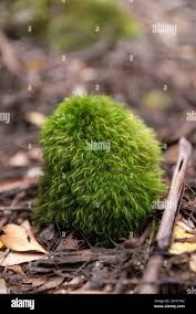 Attēlu rezultāti vaicājumam “Dicranum montanum var. truncicolum”