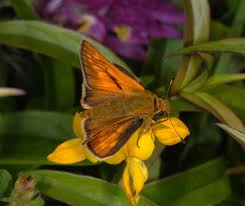 Attēlu rezultāti vaicājumam “Ochlodes sylvanus underside”