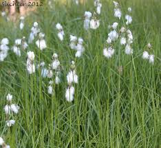 Attēlu rezultāti vaicājumam “Eriophorum angustifolium flower”