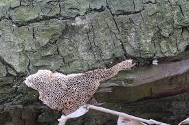 Attēlu rezultāti vaicājumam “Antrodia macra”