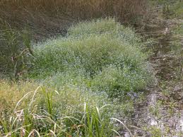 Attēlu rezultāti vaicājumam “Myosotis laxa subsp. baltica”