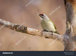 Attēlu rezultāti vaicājumam “Picus canus”