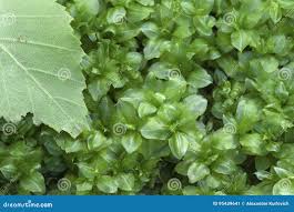 Attēlu rezultāti vaicājumam “Plagiomnium medium”