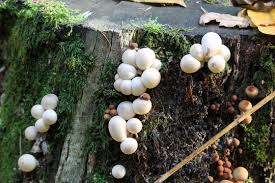 Attēlu rezultāti vaicājumam “Lycoperdon pyriforme young”