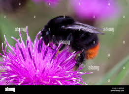 Attēlu rezultāti vaicājumam “Bombus lapidarius”