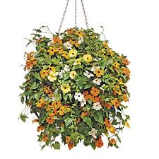 Image result for schwarzäugige Susanne