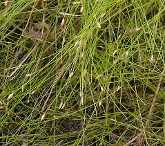 Attēlu rezultāti vaicājumam “Eleocharis acicularis”