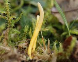 Attēlu rezultāti vaicājumam “Clavaria straminea”