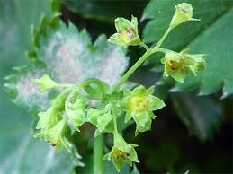 Attēlu rezultāti vaicājumam “Alchemilla vulgaris aggr. bud”
