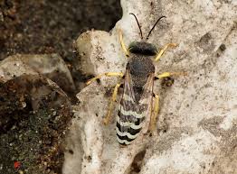 Attēlu rezultāti vaicājumam “Crabronidae”