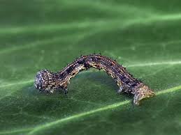 Attēlu rezultāti vaicājumam “Phigalia pilosaria”