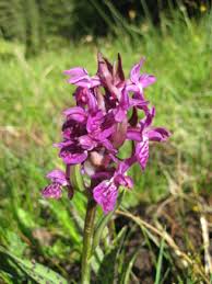 Attēlu rezultāti vaicājumam “Dactylorhiza cruenta”