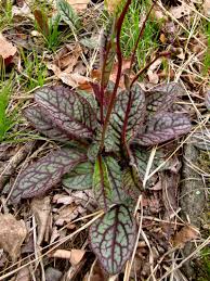 Attēlu rezultāti vaicājumam “Hieracium vulgatum bud”
